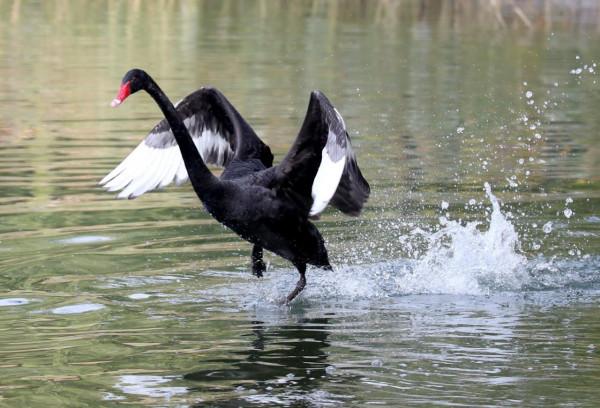 水質好乾擾少,20餘種鳥棲居團城湖 水質好乾擾少,20餘種鳥棲居團城湖