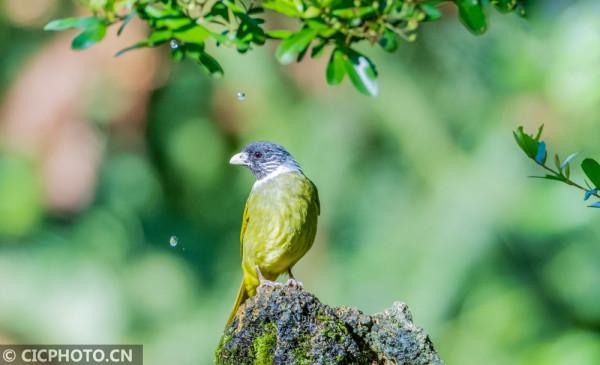 重慶南川:夏日鳥趣 重慶南川:夏日鳥趣