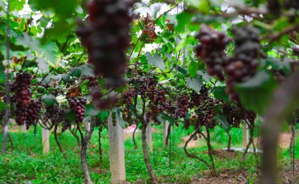 廣西梧州市：葡萄掛果 助農增收