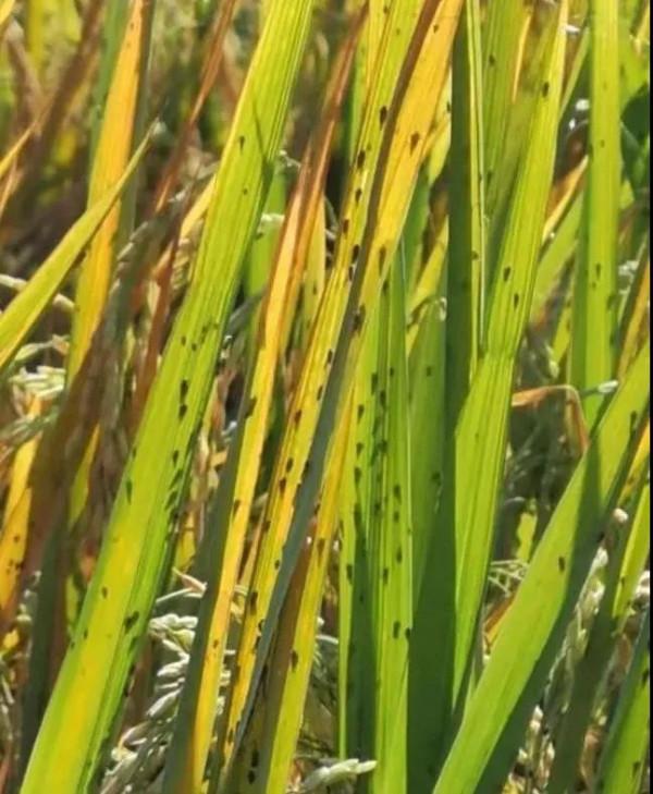 警惕稻飛蝨暴發！提前掌握這一招，避免水稻減產