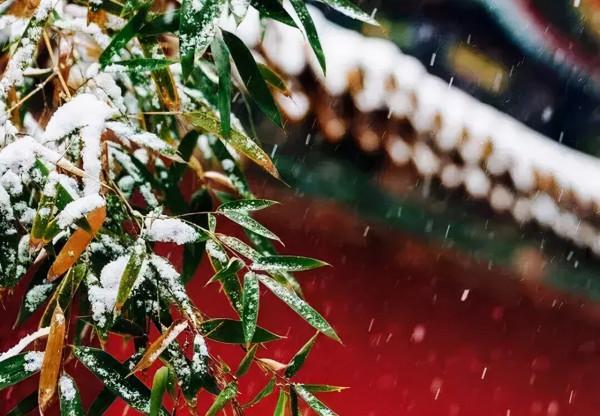 小雪:致我最在乎的人 小雪:致我最在乎的人