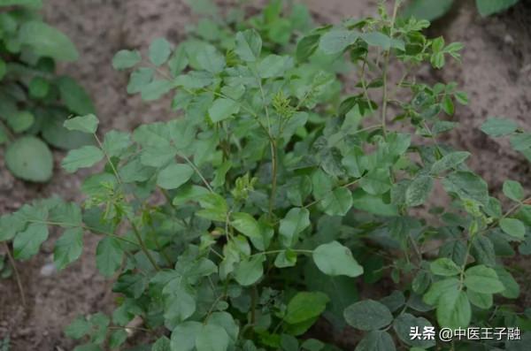 帶你來了解甘草,及其藥性 帶你來了解甘草,及其藥性