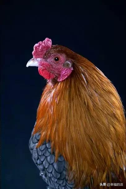 比孔雀還漂亮的雞！大開眼界