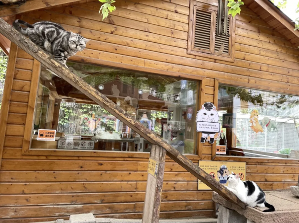 “貓條”好吸嗎? “貓條”好吸嗎?