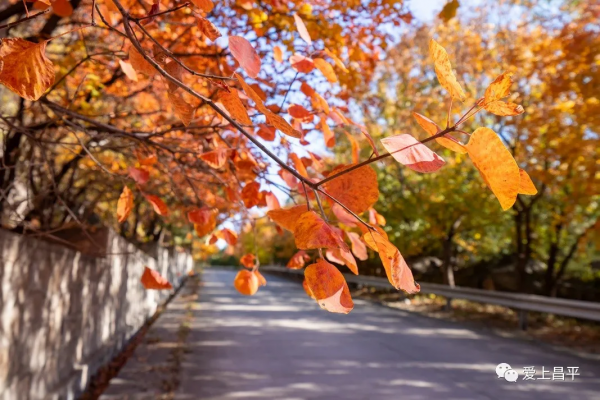 氣溫驟降,昌平這6個賞紅葉地即將登場,提前收藏 氣溫驟降,昌平這6個賞紅葉地即將登場,提前收藏
