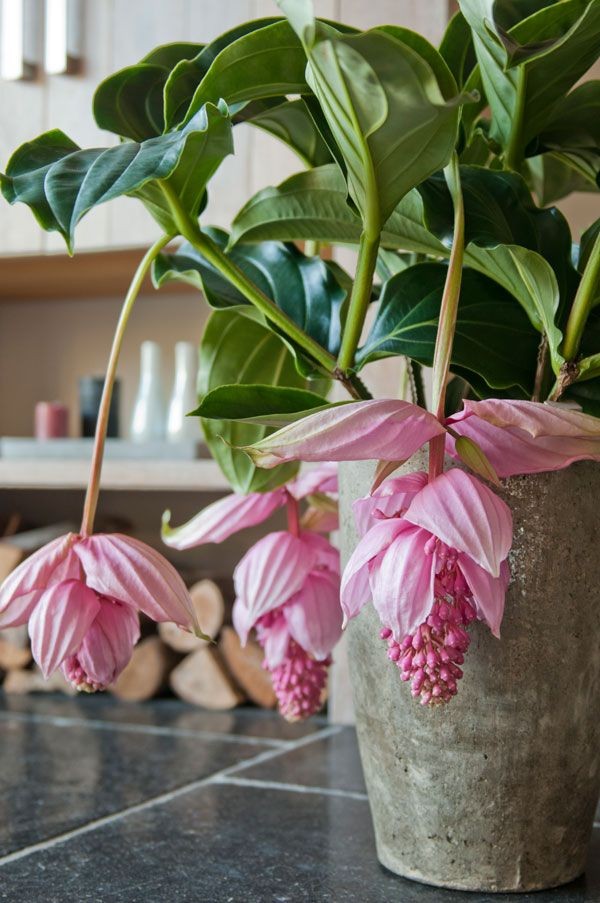 20種年宵花,高階又大氣,吉祥還旺財,現在買最便宜 20種年宵花,高階又大氣,吉祥還旺財,現在買最便宜