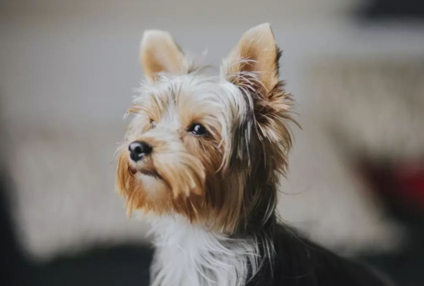 狗狗心理受傷後的反應，你注意到了嗎？