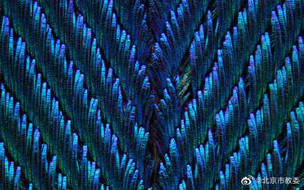 從珍貴的孔雀羽毛看“結構色” 從珍貴的孔雀羽毛看“結構色”