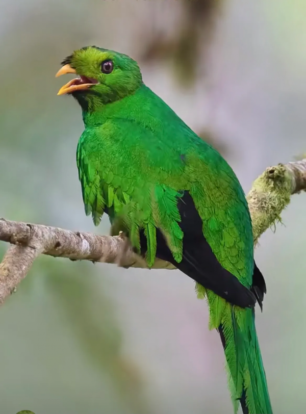 珍稀鳥兒60種，喜歡的來看了