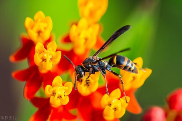 一群孩子去打馬蜂窩,被蟄得像豬頭,大人要了些奶水塗傷口上第二天就好了 一群孩子去打馬蜂窩,被蟄得像豬頭,大人要了些奶水塗傷口上第二天就好了