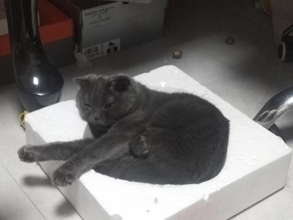 藍貓走了，心情不好