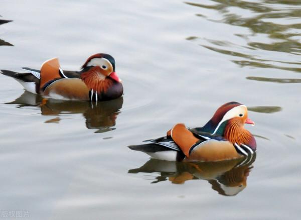 大自然之美——鴛鴦鳥