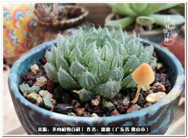廣東的多肉陽臺:生命不息,折騰不止 廣東的多肉陽臺:生命不息,折騰不止