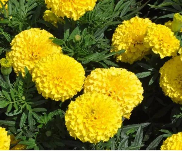 萬壽菊及常見品種介紹 萬壽菊及常見品種介紹