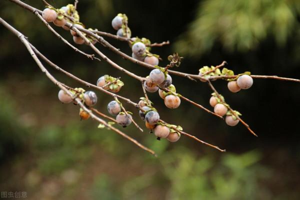 桂圓補氣血、強體質,搭配中醫秘方堪比人參 桂圓補氣血、強體質,搭配中醫秘方堪比人參