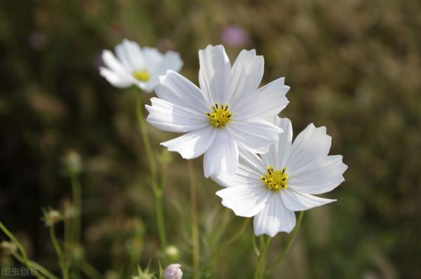 對天秤座男生表白最適合送什麼禮物？