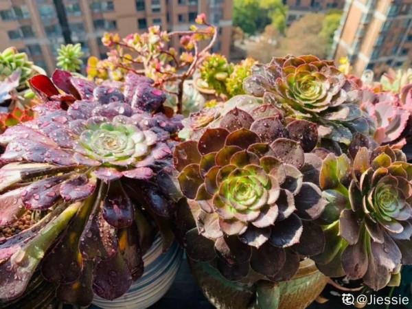 多肉夏天怎麼養?休眠期一到,就要小心了 多肉夏天怎麼養?休眠期一到,就要小心了