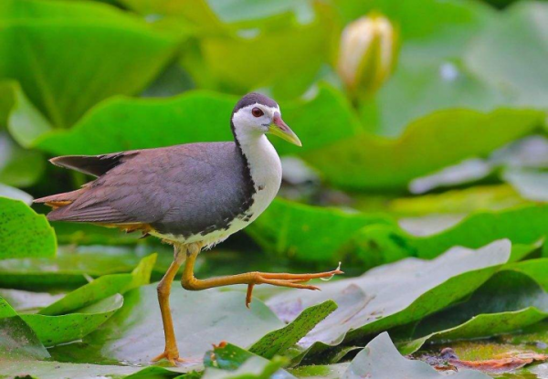 你知道白胸苦惡鳥的名字由來嗎？