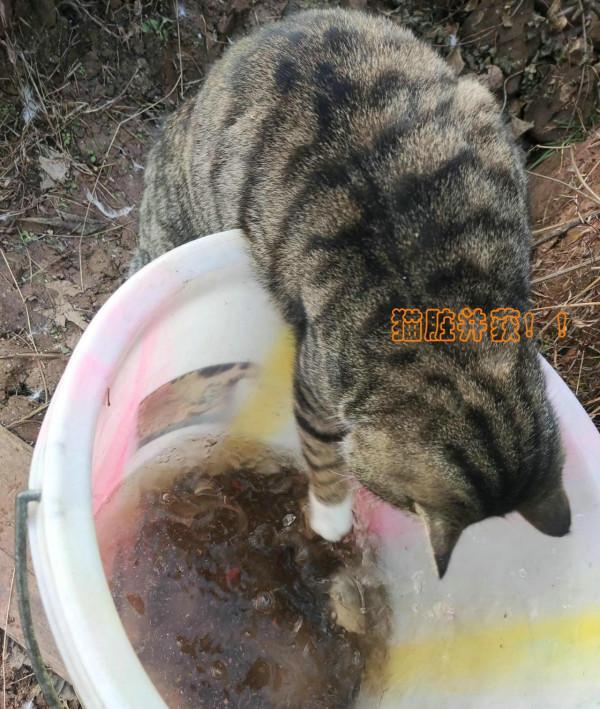 廣東釣友河邊釣魚遭遇“偷魚賊”，釣友：難怪桶裡的魚越來越少