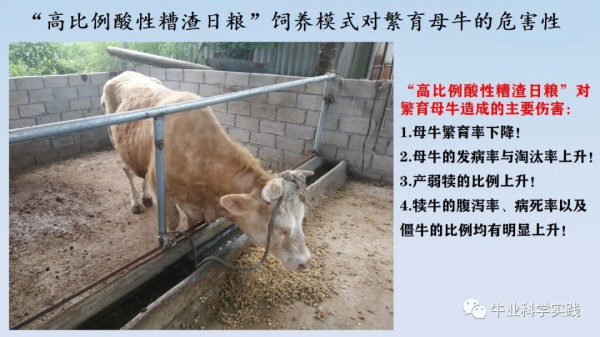 世界舍飼養牛業的致命殺手——組胺與內毒素