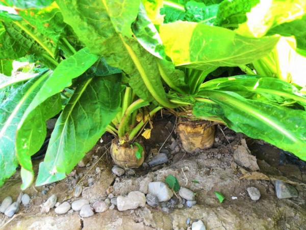 大叔15平黑暗密室長5000根玉蘭菜,20天長成見光超20秒,影響品質 大叔15平黑暗密室長5000根玉蘭菜,20天長成見光超20秒,影響品質