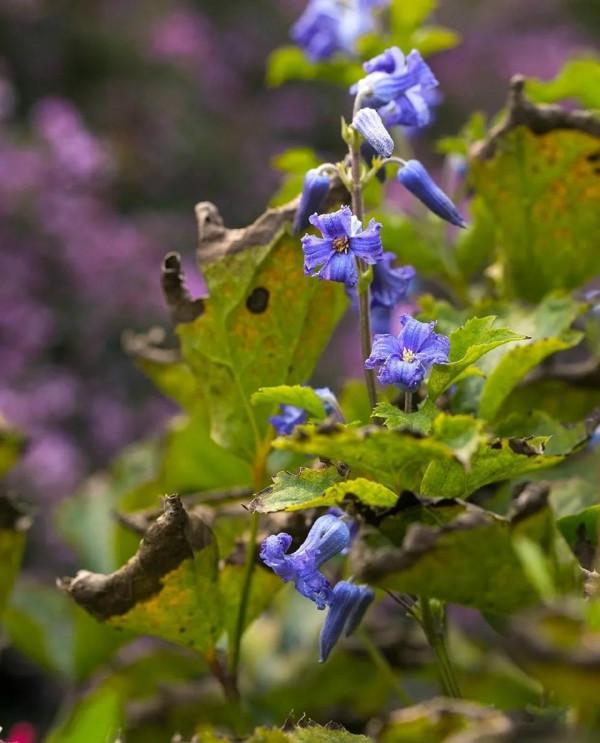 養花就是養心，愛養花的人心態是靜，心情是美好，也可稱是高大尚