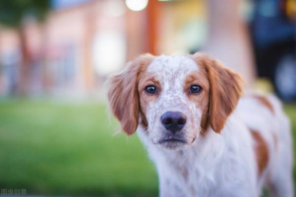 “隱形殺手”犬心絲蟲,狗狗有這些症狀,主人可要注意了 “隱形殺手”犬心絲蟲,狗狗有這些症狀,主人可要注意了