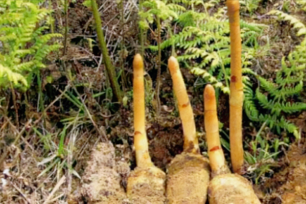 家裡有10畝地，種什麼能年收入10萬？這三種中藥材不愁銷路