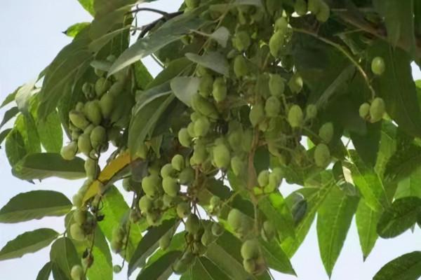 為何有人在農村收香椿籽？5個用途，其一可解決一些男女煩惱問題