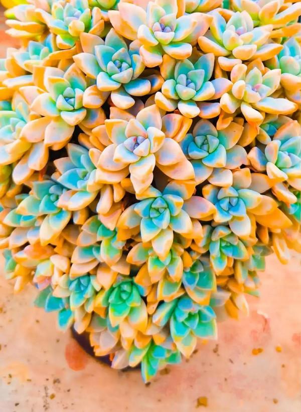 分享圖片，可愛的多肉們，收藏了