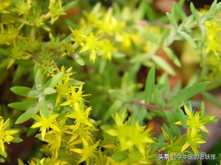 每日一中藥——垂盆草 每日一中藥——垂盆草