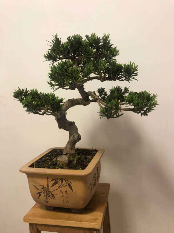 4種花養成盆景格外值錢，5年價格翻一番，還能養成傳家寶