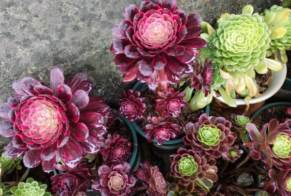 7種花有了“氣生根”，剪下來就活，不用費勁扦插了