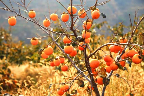 柿子提前變紅和脫落現象越來越嚴重，6大原因，7種預防措施