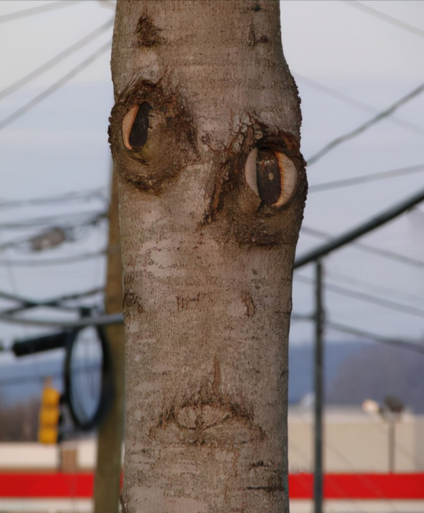 34張罕見的照片,老虎被訓得動都不敢動,小狗指揮主人倒車 34張罕見的照片,老虎被訓得動都不敢動,小狗指揮主人倒車