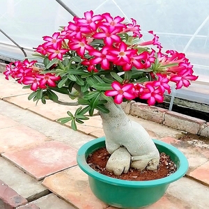 “窮養”4種花,盆越小越漂亮,壽命長,大老樁,還旺家 “窮養”4種花,盆越小越漂亮,壽命長,大老樁,還旺家