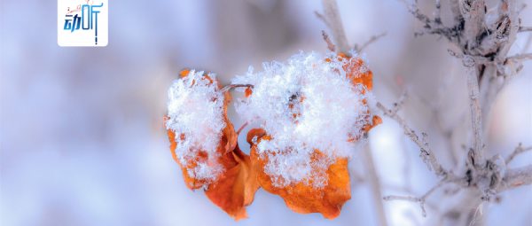 夜讀丨大雪:雪染傾城,冬來無恙 夜讀丨大雪:雪染傾城,冬來無恙