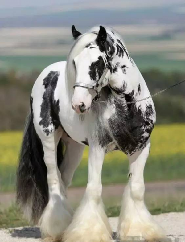 外形堪比大象，體重1.2噸的“萬馬之王”，為何即將成為歷史？