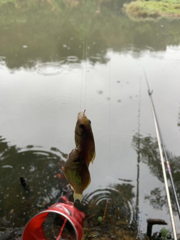 正確掌握野釣鯽魚的技巧，助你爆護