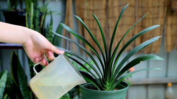 7種“吉利花”，客廳養最適合，常年不見光，也能花不斷