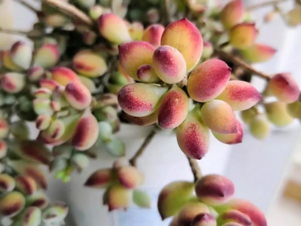 入手的明明是帶有香味的多肉，可是卻聞不到，問題出在這3個方面