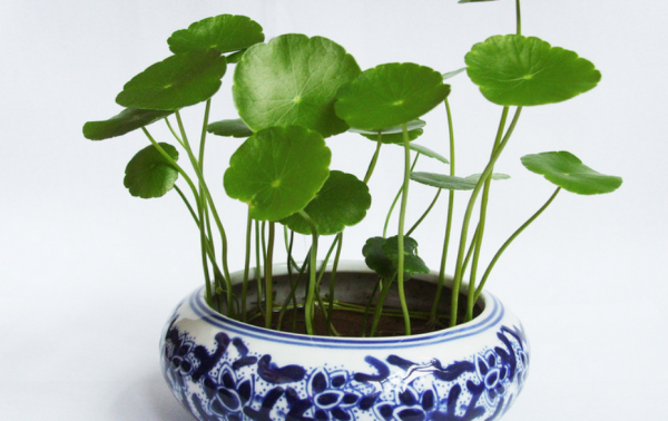 這3種花“愛吃土”，春天換盆換土，才能長得旺