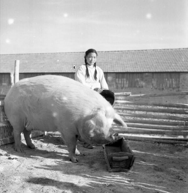 毛主席提升豬的地位至“六畜”之首：一定要做到可以“有豬吃”