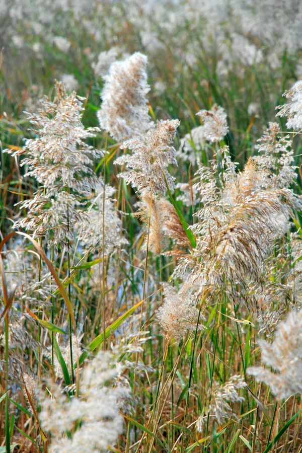 再不去看就晚了！山東6個小眾又絕美的賞蘆勝地，濃縮了整個冬日的浪漫！