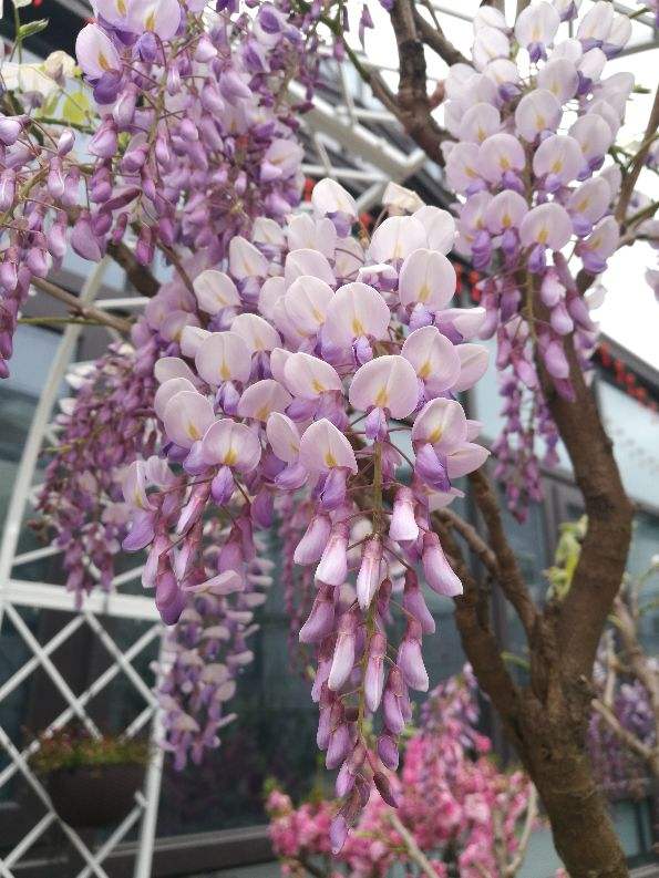 家裡不缺錢的,可以種一棵傳家寶“紫藤”,寓意家宅平安 家裡不缺錢的,可以種一棵傳家寶“紫藤”,寓意家宅平安