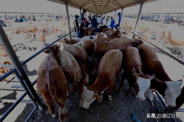 科左後旗牛市拉動牛產業 科左後旗牛市拉動牛產業