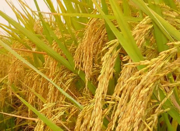 事關全球糧食問題!聯合國正式發出一則預警,還好我國準備充分 事關全球糧食問題!聯合國正式發出一則預警,還好我國準備充分