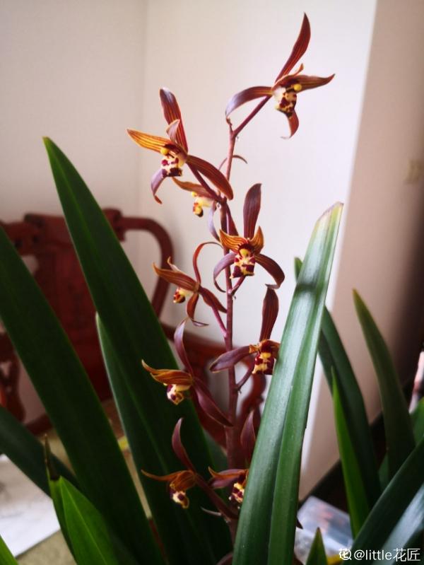 你養的未必是蘭花,種類多差別細,國蘭種類大科普 你養的未必是蘭花,種類多差別細,國蘭種類大科普