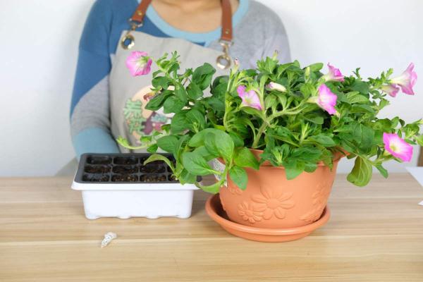 想在家賞牽牛，試試矮牽牛，盆栽簡單花樣多