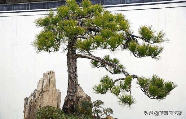 怎麼選購庭院造型樹？選購造型樹的基本常識